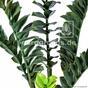 Kunstplant Zamiokulkas 75 cm